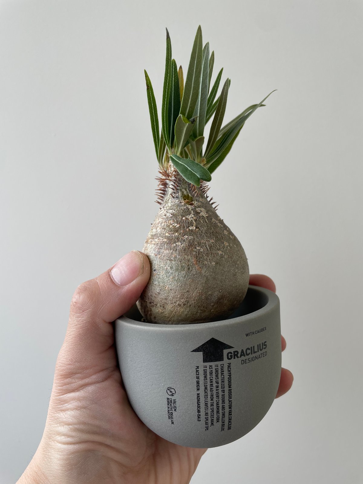 春の植え替え・発根チャレンジセット】グラキリスベアルート&グラ専鉢