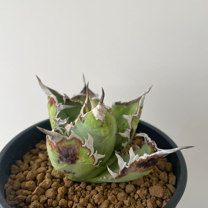新着】Agave titanota WTC 2020-4 【新潟産アガベ の最高峰】N PL