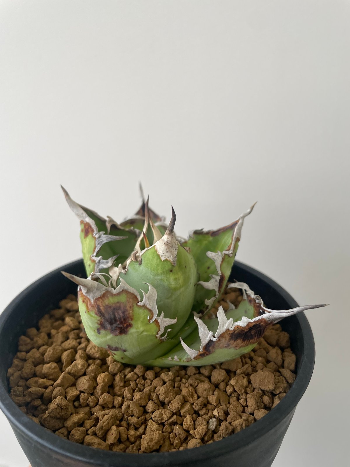 新着】Agave titanota WTC 2020-4 【新潟産アガベ の最高峰】N PL