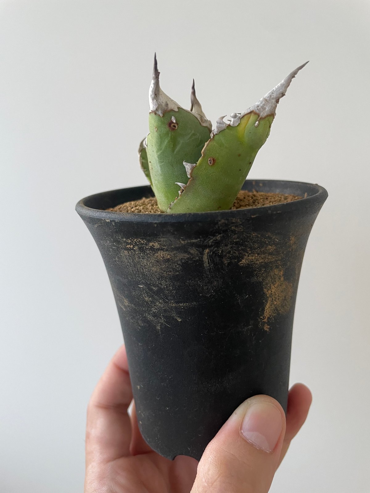 新着】Agave titanota【イカつすぎる選抜実生・タグ落ち株】 アガベ チタノタ |...