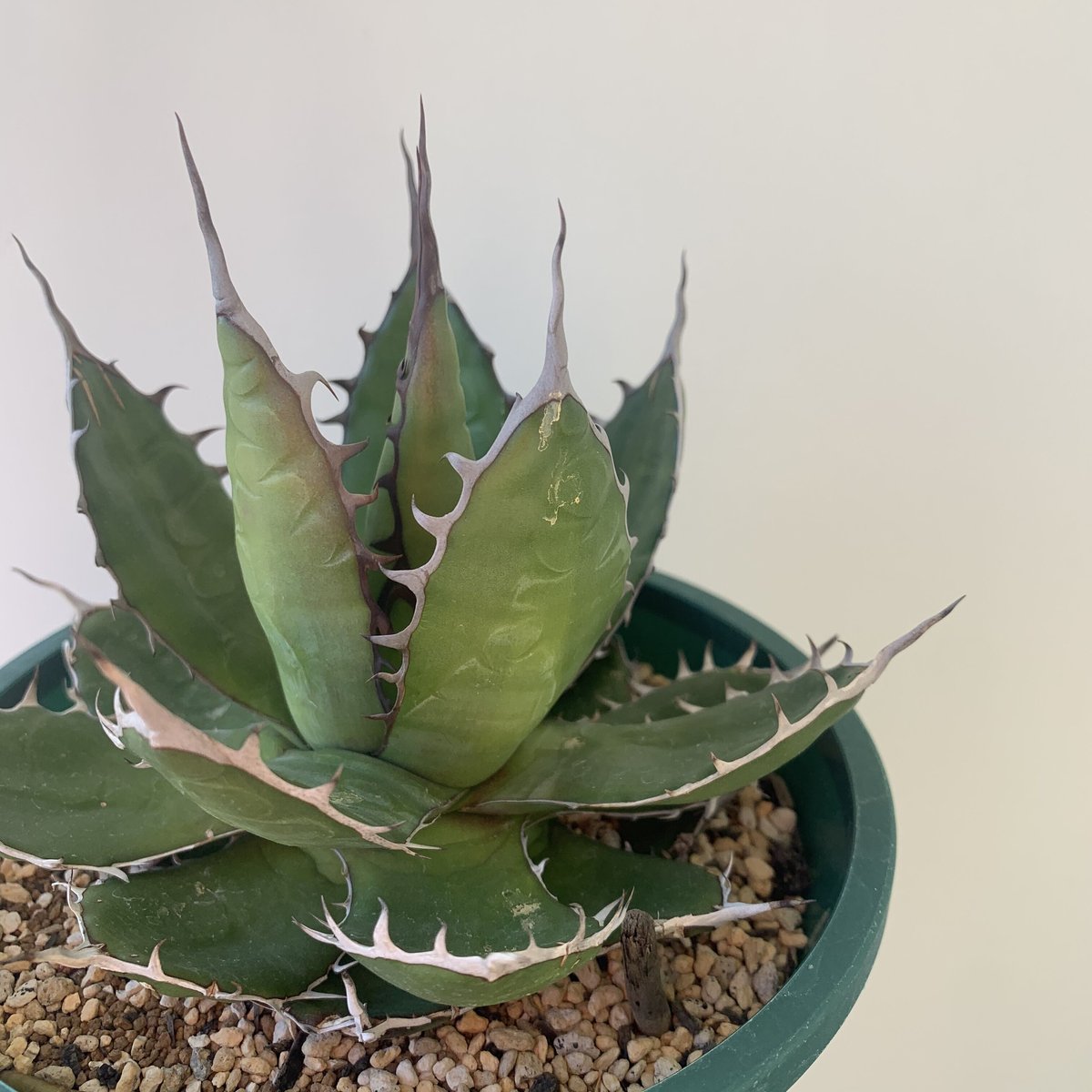 アガベ ホリダ ドワーフ カリフォルニア 陽炎 D.I.P鉢付き アガベ ホリダ ドワーフ カリフォルニア 陽炎 D.I.P鉢付き アガベ