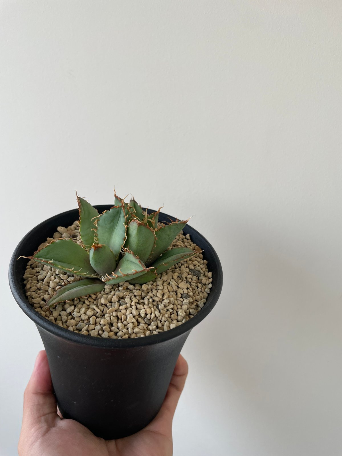 新着】Agave titanota filigree【特選のダブルヘッド】アガベ チタノタ