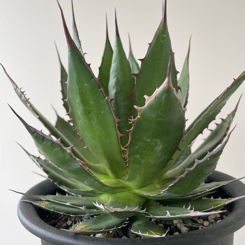 優*様 アガベ ホリダ 精品大株 極上株 極上強刺 Agave horrida 優*様 アガベ ホリダ 精品大株 極上株 極上強刺 Agave horrida 観葉