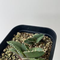 新着】Agave titanota スーパーボウル【インドネシア産・発根管理中の