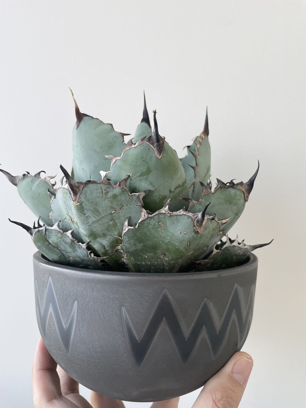 新着・極上逸品】Agave titanota bb × VALIEM ASURA BITTE...