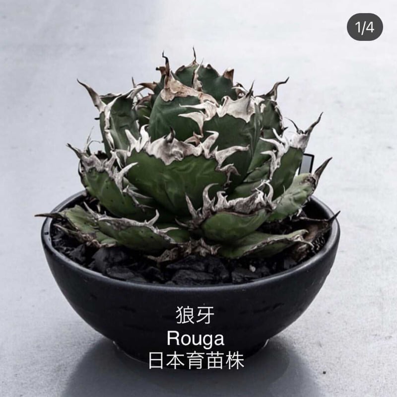 新着】Agave titanota 狼牙 Special clone 1 【日本産アガベの激...