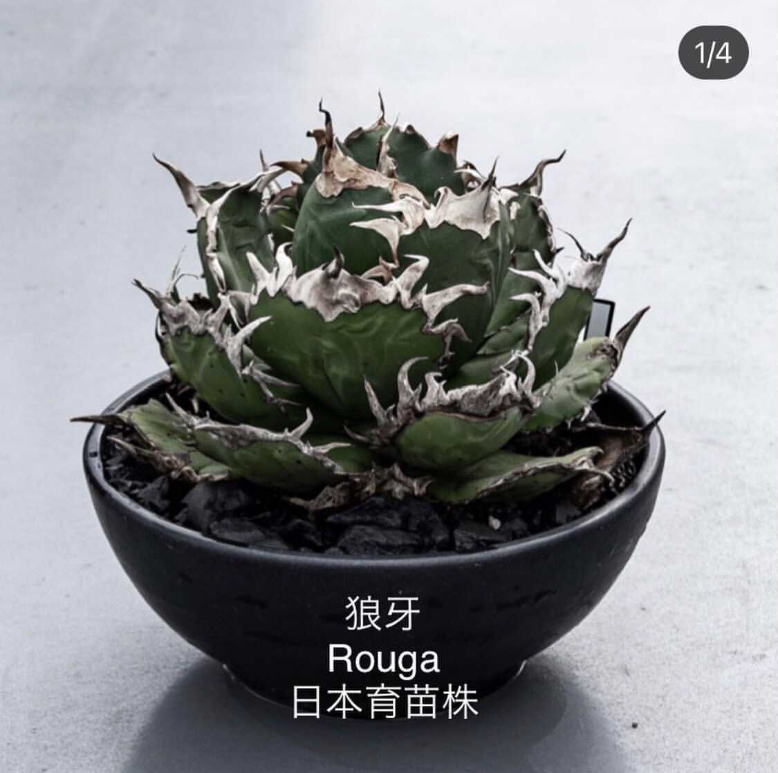 新着】Agave titanota 狼牙 Special clone【日本産アガベの激レア品...