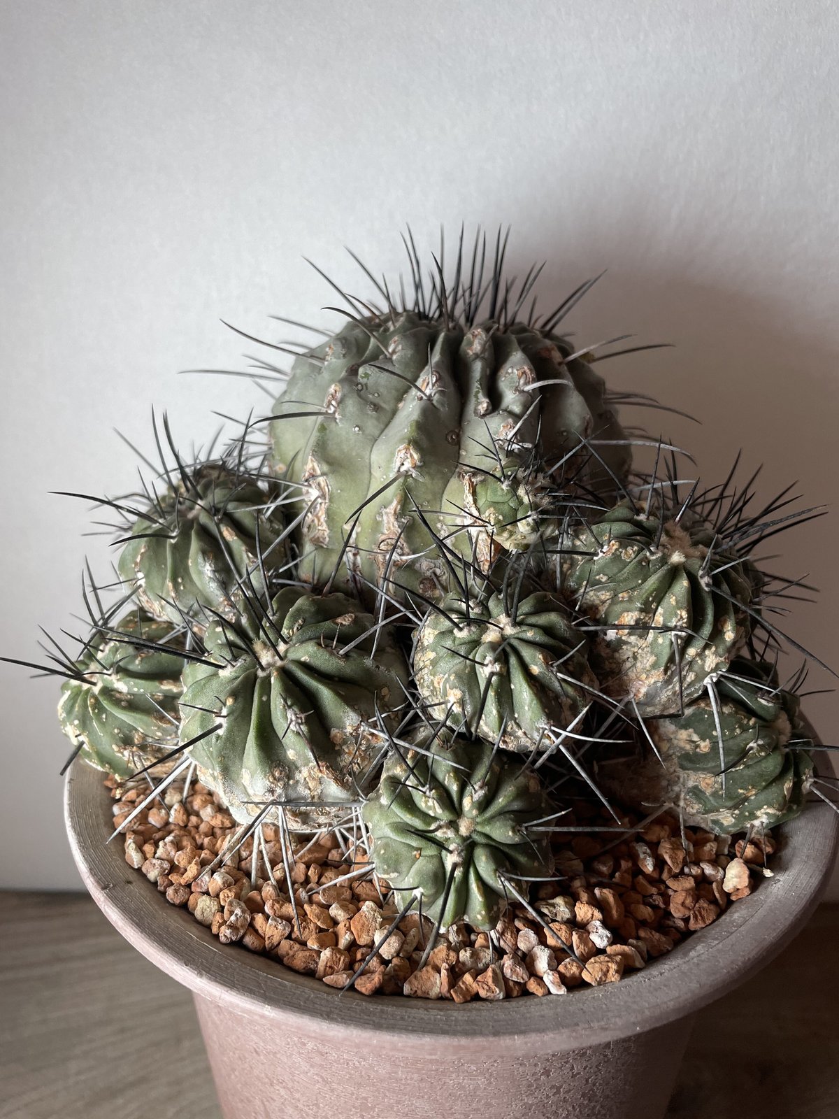 黒士冠/群生/現地/Copiapoa cinerea v. dealbata