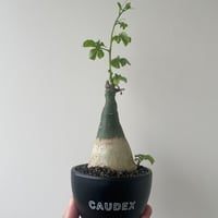 新着】Adenia globosa【ダブルヘッド・ツルも旺盛わんぱく塊根