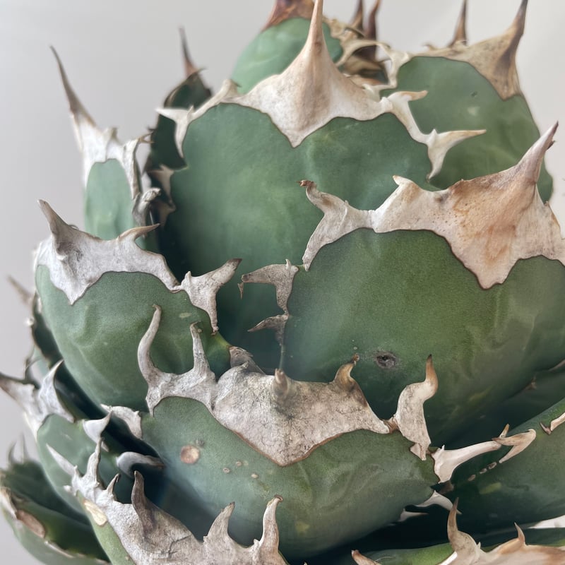新着・極上逸品】Agave titanota No name【イタリアからの選抜