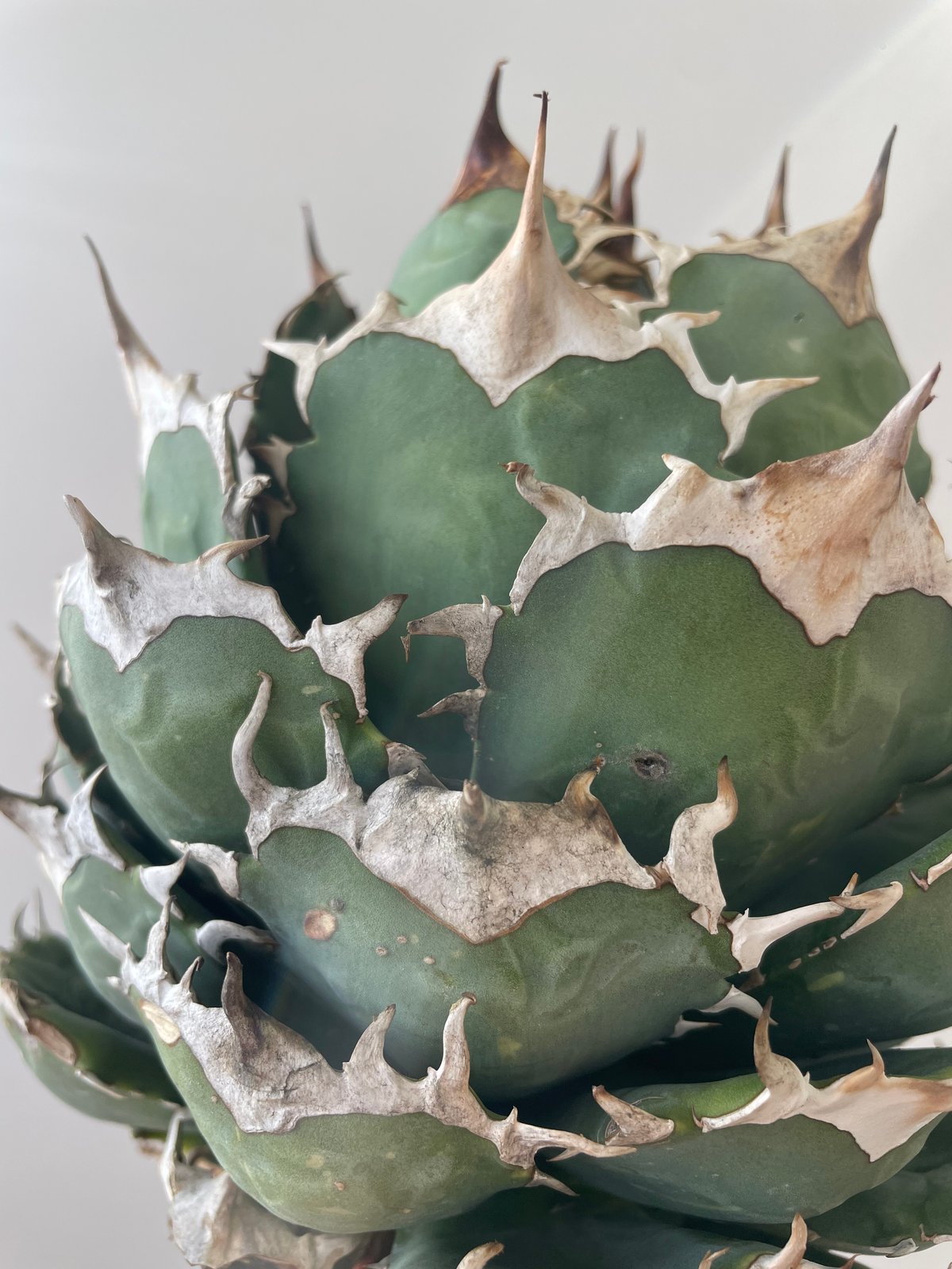 【超美株】アガベ　チタノタ　ボールタイプ agave titanota 趣 agave titanota ball type大 | カトーエンゲー