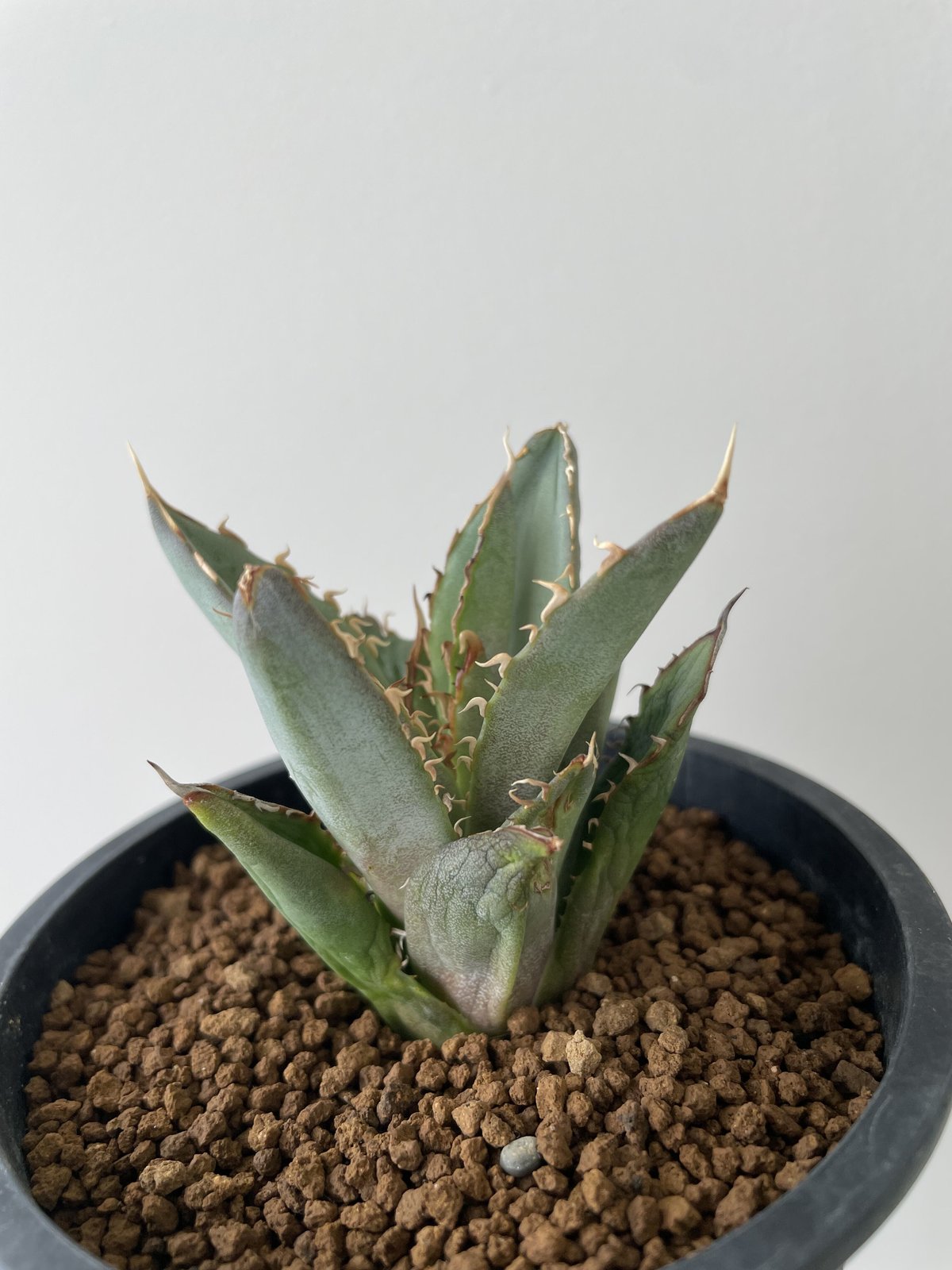 新着】Agave titanota Filigree 2【多頭になる品種の子株】アガベ チタ...