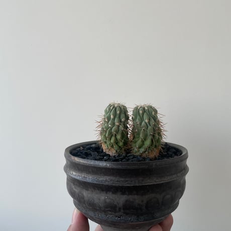 超希少】コピアポア コルムナアルバ 孤竜丸 美株② （超希少  