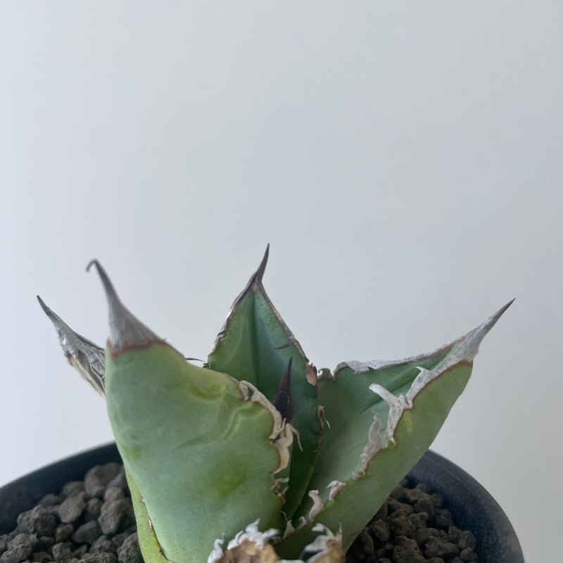 アガベ　チタノタ　実生　選抜 アガベ チタノタ 実生株の育て方 & 選抜の方法 - YouTube