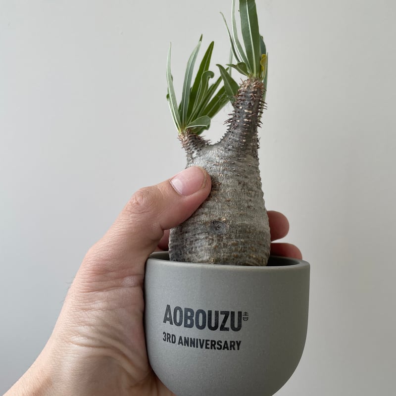 バリエム 鉢 バリエム 鉢 XS valiem 陶器鉢 作家鉢 2025年最新