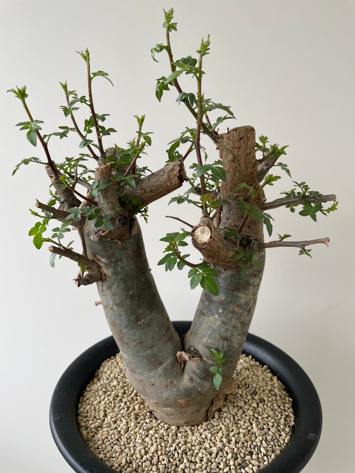 新着・極上逸品】Bursera fagaroides 【最高に極太の潅木】ブルセラ