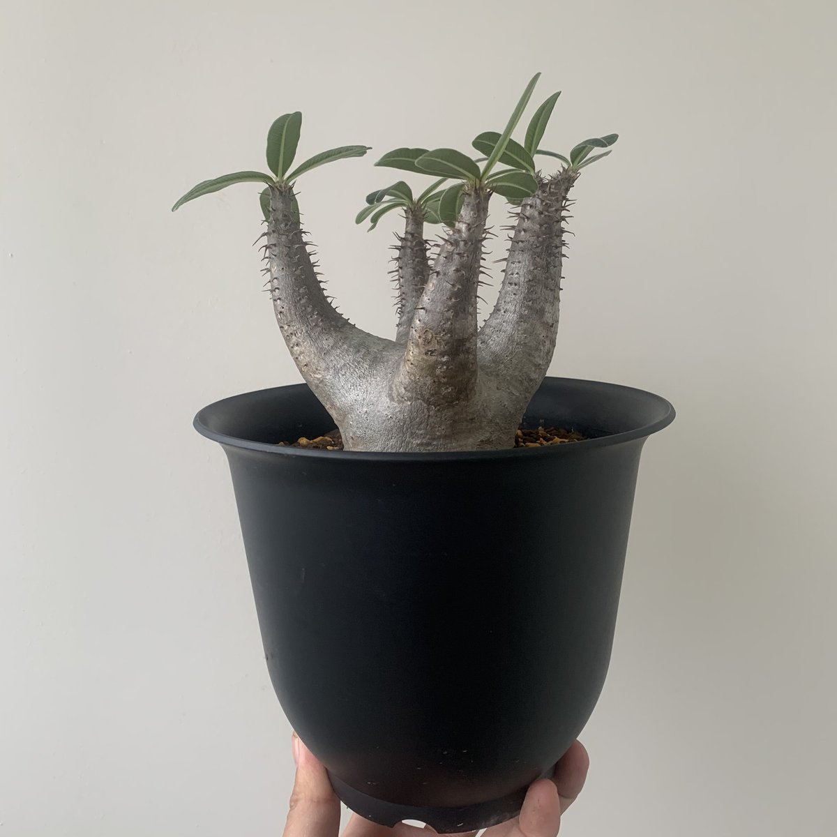新着】塊根植物の王道 パキポディウム カクチペス【ドローン型・超美株