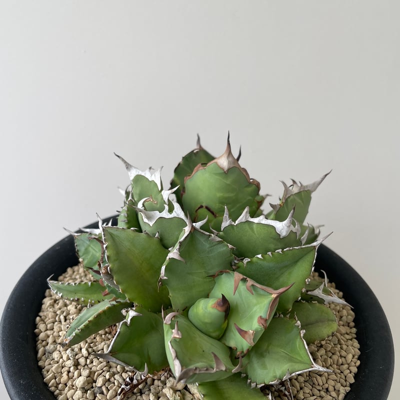 新着】Agave titanota triple head【極上品の大株】 アガベ チタノタ