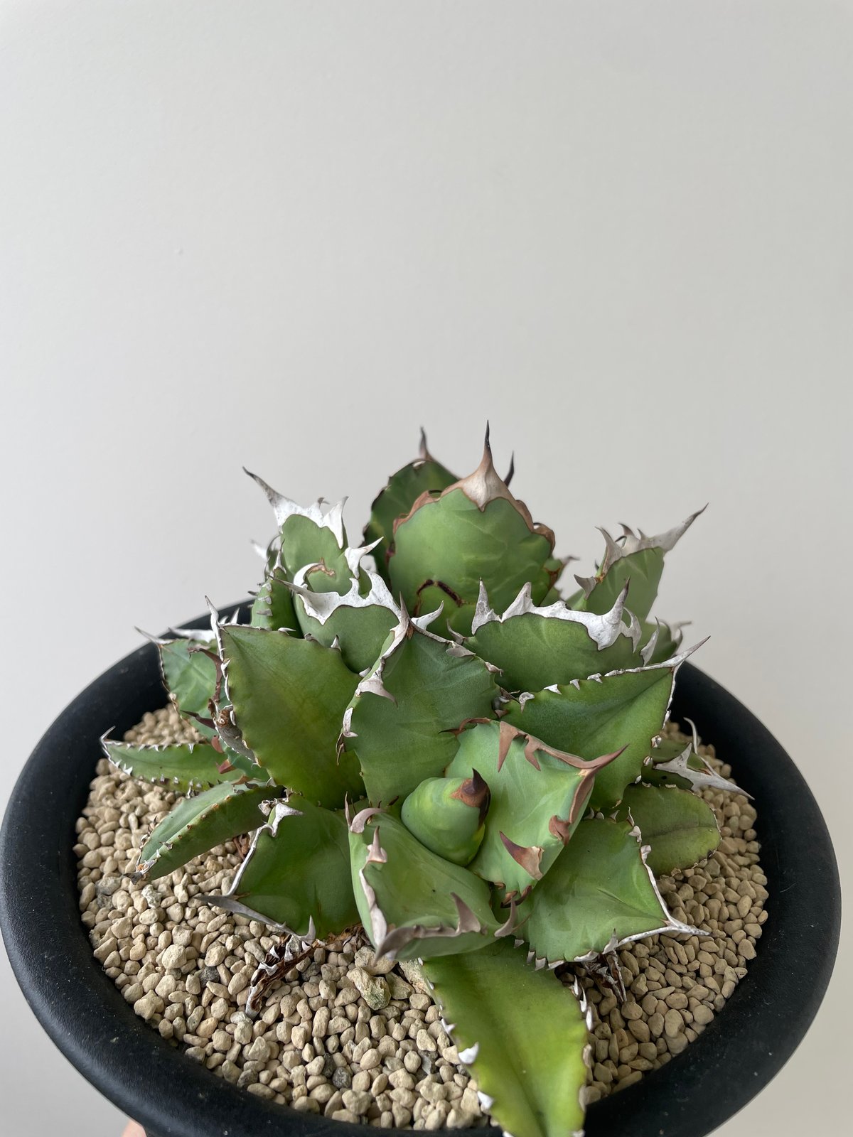 アガベ　チタノタ 新着】Agave titanota triple head【極上品の大株】 アガベ