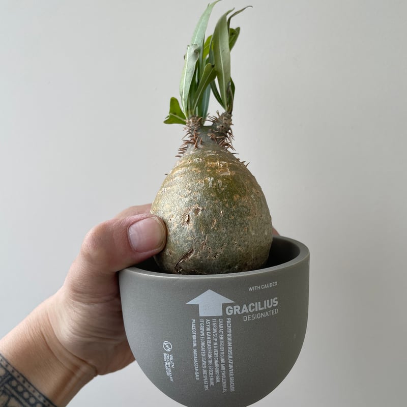 春の植え替え・発根チャレンジセット】グラキリスベアルート&グラ専鉢