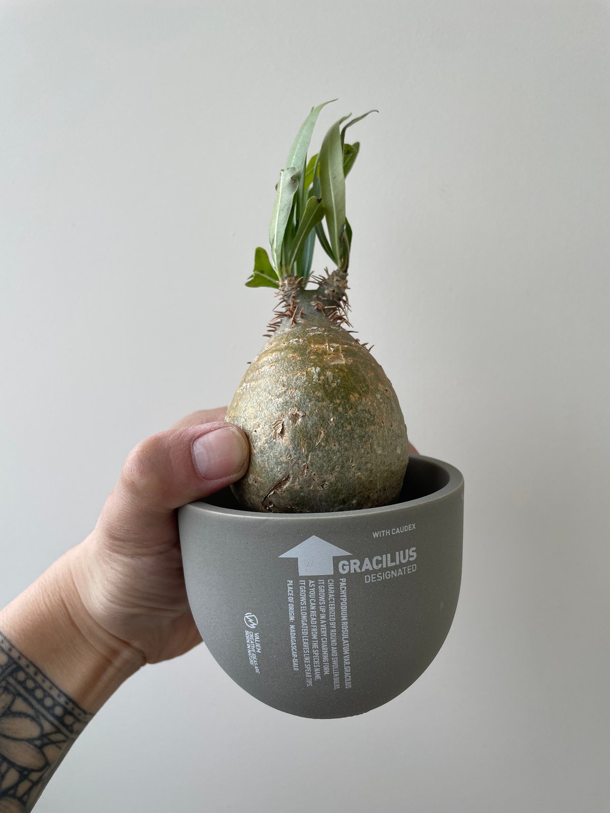 春の植え替え・発根チャレンジセット】グラキリスベアルート&グラ専鉢