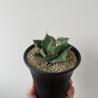 新着】Agave titanota【最高の国内TC苗】アガベ チタノタ 白鯨