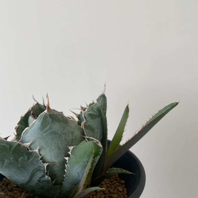 新着】Agave titanota black and blue 【発根済のコンパクト作り込