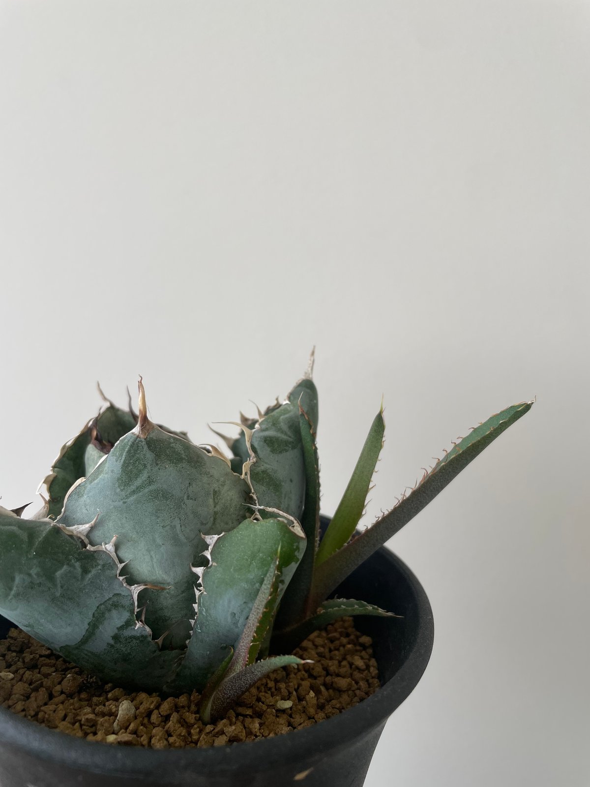 新着】Agave titanota black and blue 【発根済のコンパクト作り