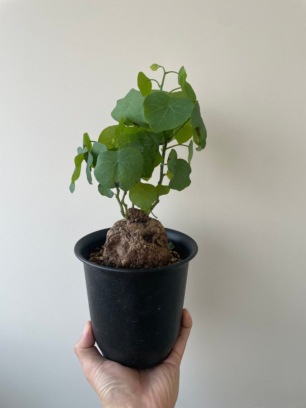 新着】Stephania suberosa 【東南アジアの塊根植物】ステファニ