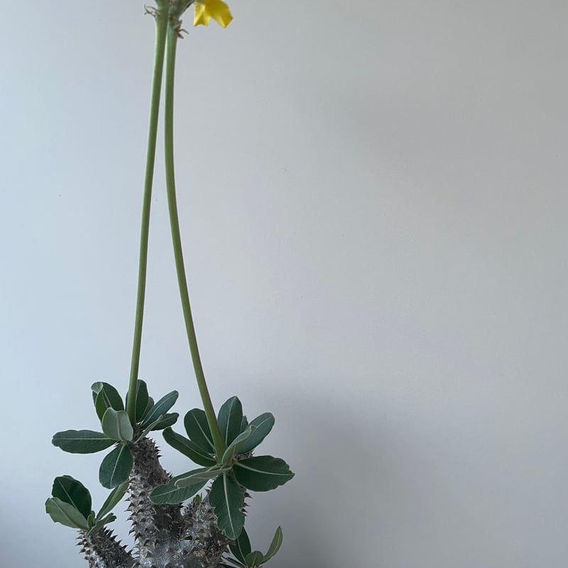 極上品】Pachypodium Tackyi【一流ナーセリーの親株クラス