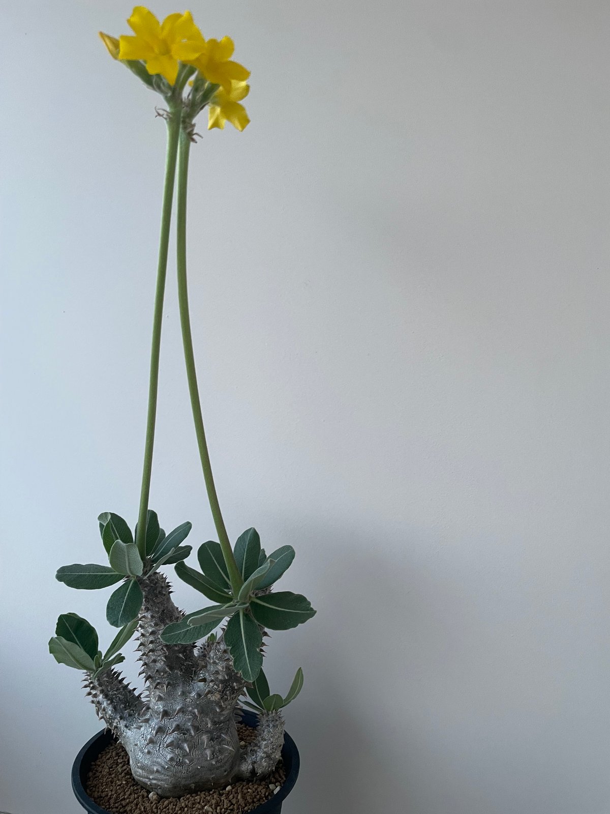 パキポディウム タッキー Pachypodium Tackyi 実生① 極上品】Pachypodium Tackyi【一流ナーセリーの親株クラス