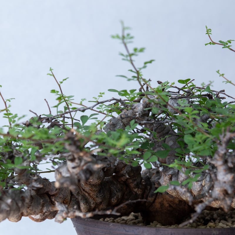 コミフォラ　エイル　特大 コミフォラ エイル 特選株 | mana's farm:塊根植物・アガベ・ドライ