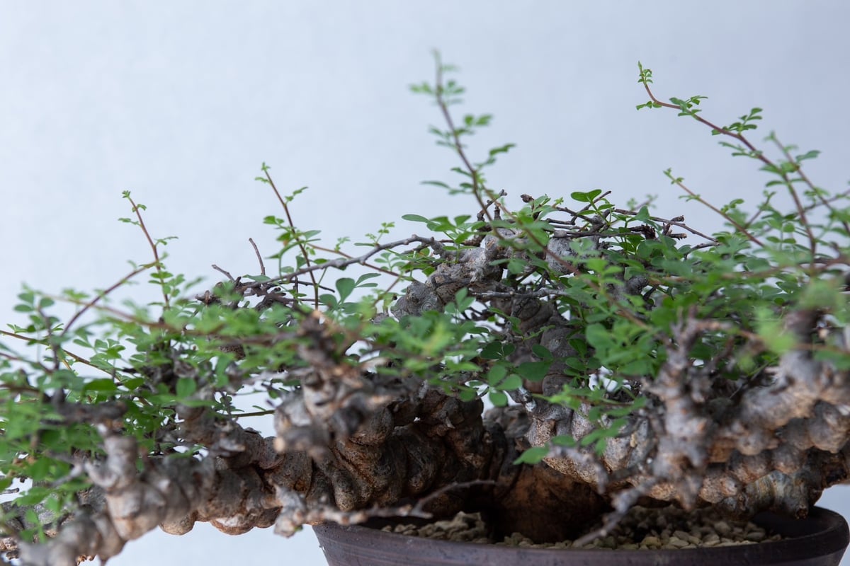 や*坊様 CE14 コミフォラ エイル Commiphora sp.Ely 緑肌 や*坊様 CE14 コミフォラ エイル Commiphora sp.Ely 緑肌