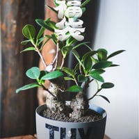 青坊主3周年記念グラ専鉢【VALIEM別注】 | 青坊主-aobouzu- | 塊根植物