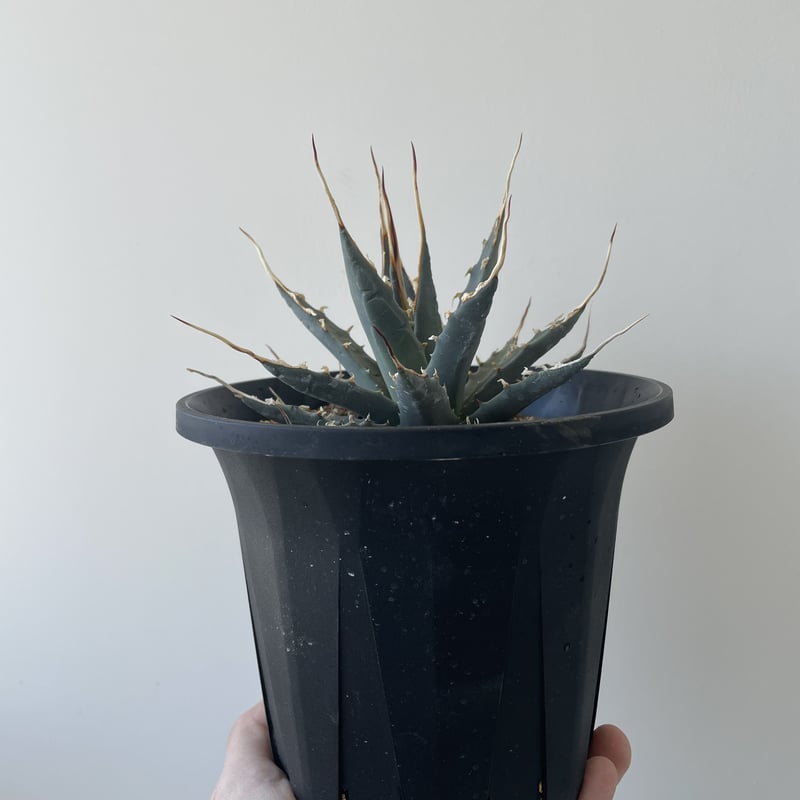 特選・新着】Agave Utahensis eborispina 1【国内作り込みに超優良株...