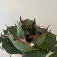 新着】Agave titanota スーパーボウル【インドネシア産・発根 新着】Agave titanota スーパーボウル【インドネシア産・発根