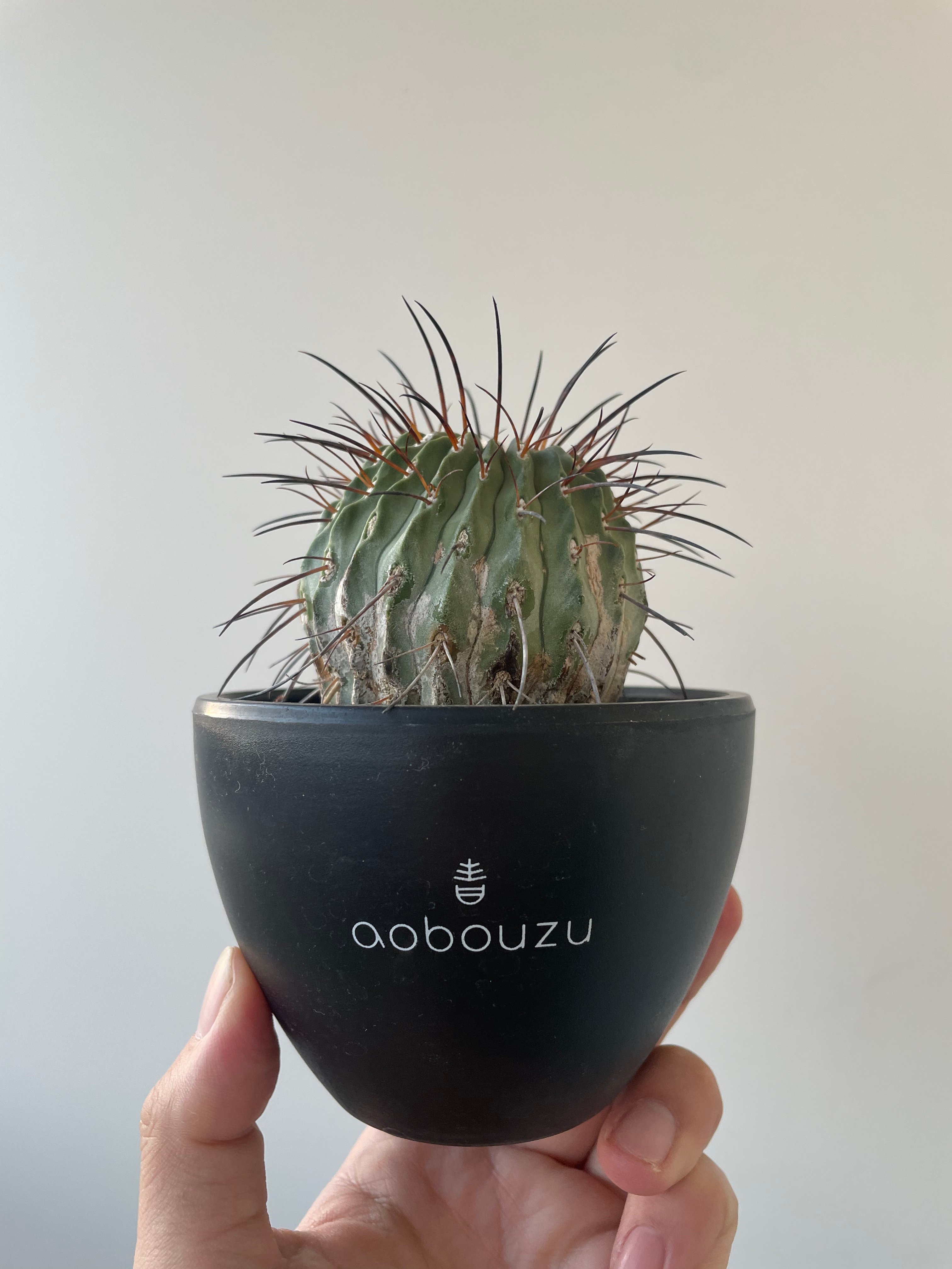 新着】Copiapoa cinerea v. dealbata【黒士冠 】 コピアポア デア