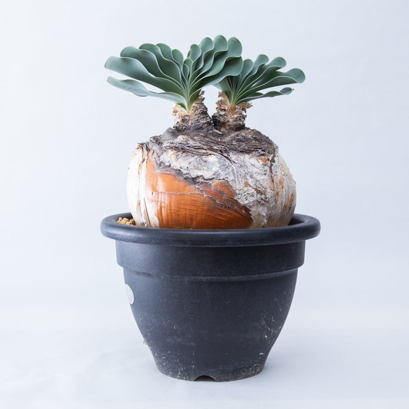新着】Boophane haemanthoides【葉が美しい高級玉ねぎ 新着】Boophane haemanthoides【葉が美しい高級玉ねぎ