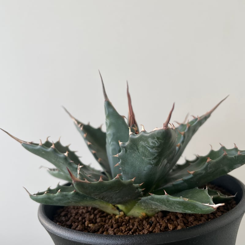 新着・長野県産】Agave Montana【カッコ良さ抜群・耐寒性最強・ボール