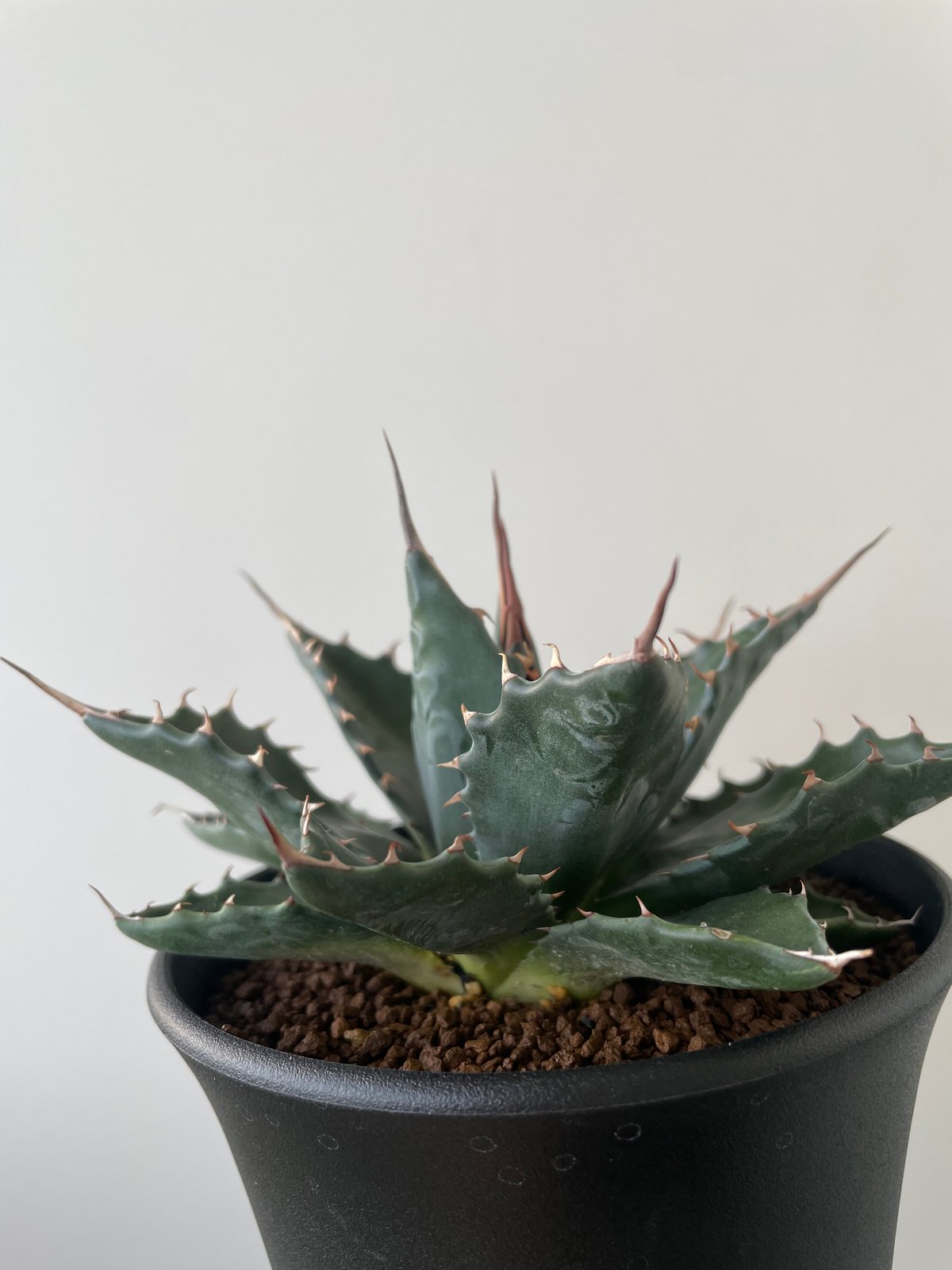 アガベ 超特大 強棘 モンタナ