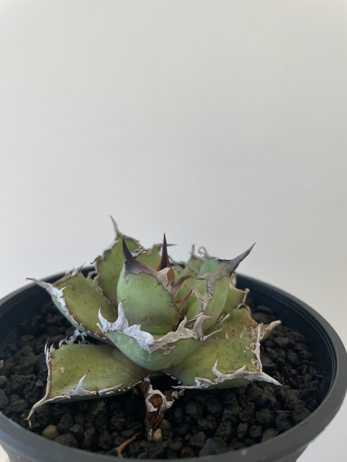 アガベ オテロイ 実生 7株 メキシコ産 アガベ オテロイ 実生 75株 多肉