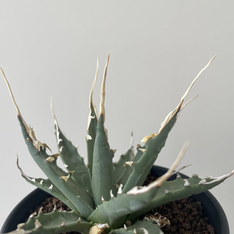 609 アガベ ユタエンシス エボリスピナ 陽炎 美株 ロングスパイン 特選