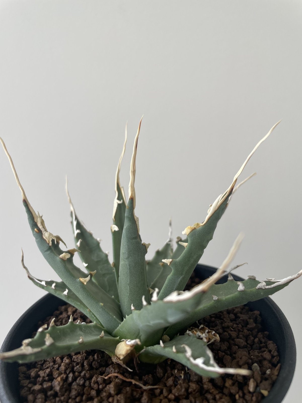 極上陽炎実生エボリスピナ短葉ユタエンシスアガベコンパクト