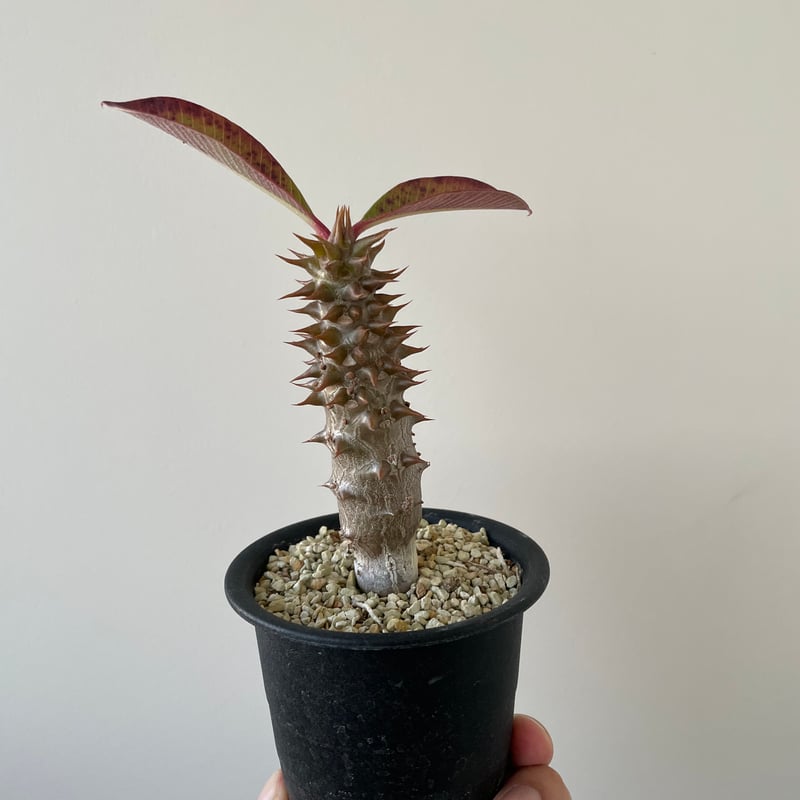 パキポディウム 特大 多頭美形 ウィンゾリー×バロニー 国内実生苗 赤花