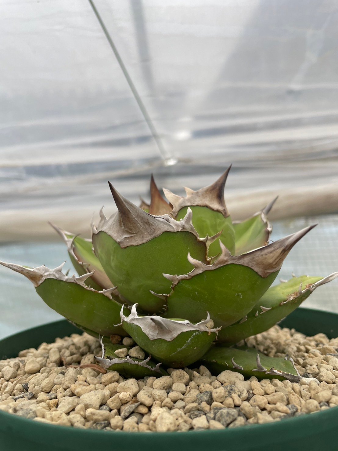 極美株 アガベ 氷山 発根済み株 【公式通販】