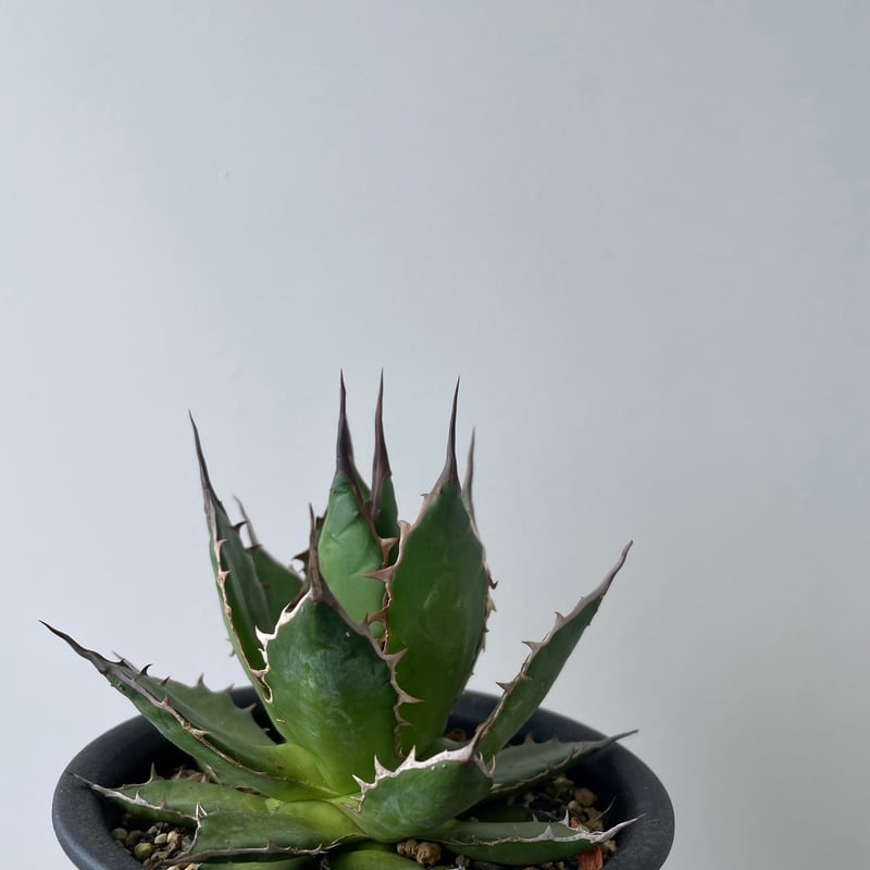 新着・長野県産】Agave Horrida 【間違えなく美しい優良株】 アガベ