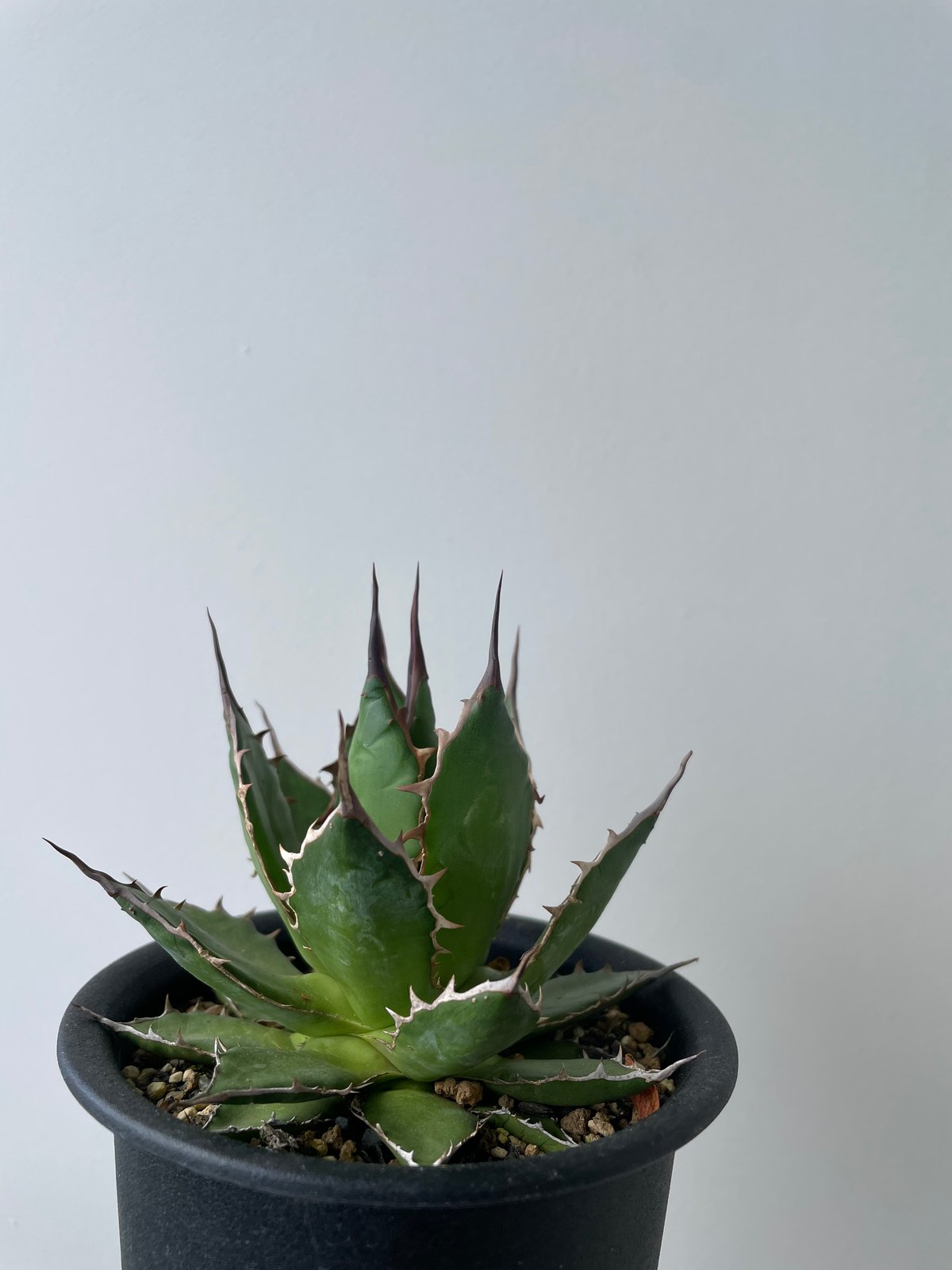 新着・長野県産】Agave Horrida 【間違えなく美しい優良株】 アガベ