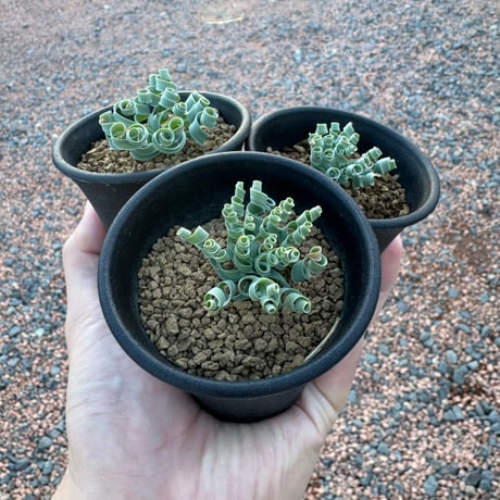 ブーファンハエマンソイデス | STORES