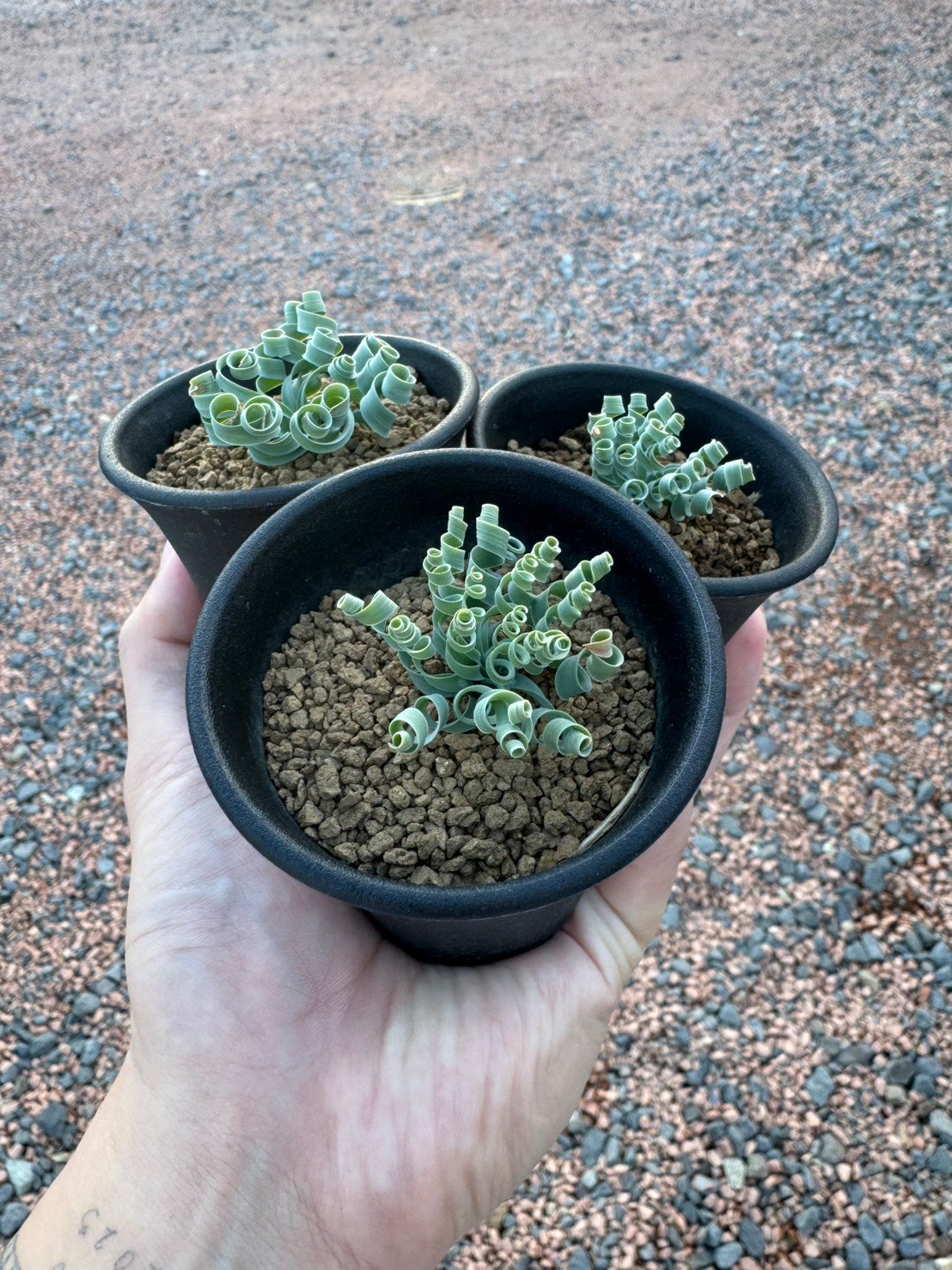 送料込み】Albuca concordiana【南アフリカ原産の冬型球根植物