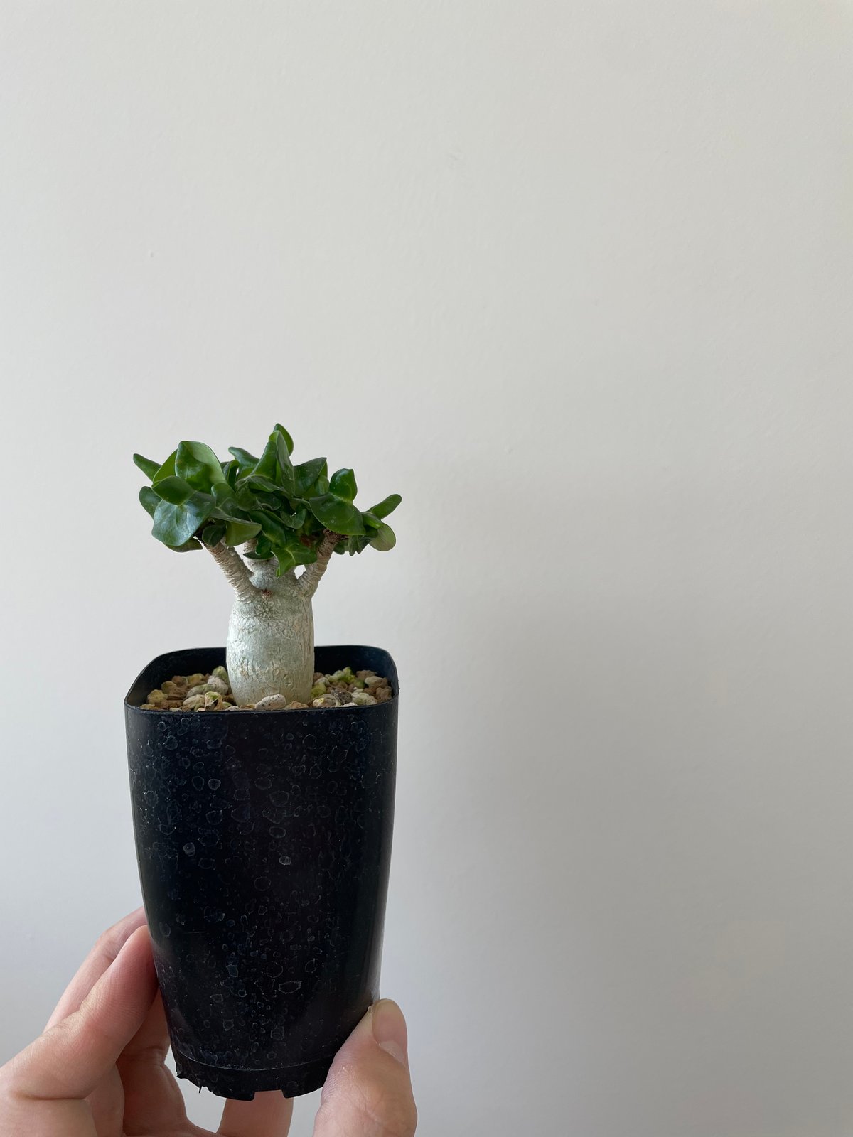 ライム様らくらく便アガベパープソラム（Purpusorum）‼黄中斑️ 超希少